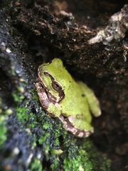Hyla japonica