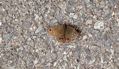 Lasiommata deidamia