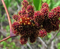 Clinteria klugi rufipennis