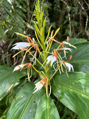Hedychium spicatum, photograph (c) Divya Mudappa, some rights reserved (CC BY-SA)