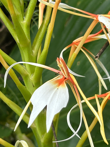 Hedychium spicatum, photograph 2