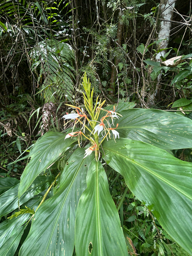 Hedychium spicatum, photograph 6
