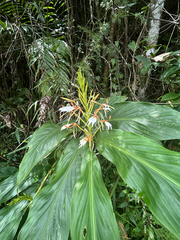 Hedychium spicatum, photograph (c) Divya Mudappa, some rights reserved (CC BY-SA)