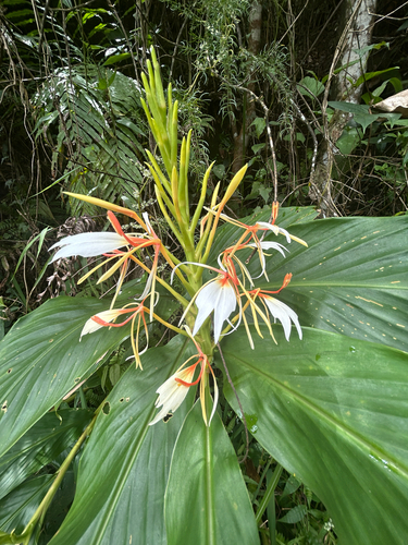 Hedychium spicatum, photograph 4
