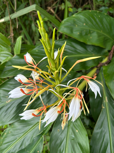 Hedychium spicatum, photograph 3