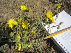 Hemizonia congesta lutescens