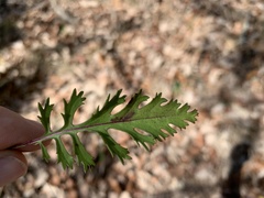 Packera millefolium