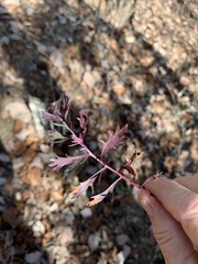 Packera millefolium