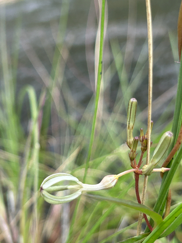 Ceropegia ensifolia