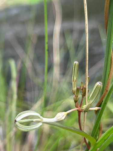Ceropegia ensifolia