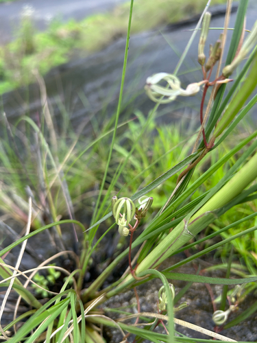 Ceropegia ensifolia