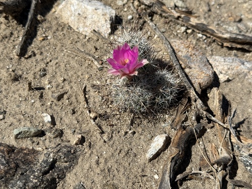 iNaturalist observation photo of Common Fishhook Cactus