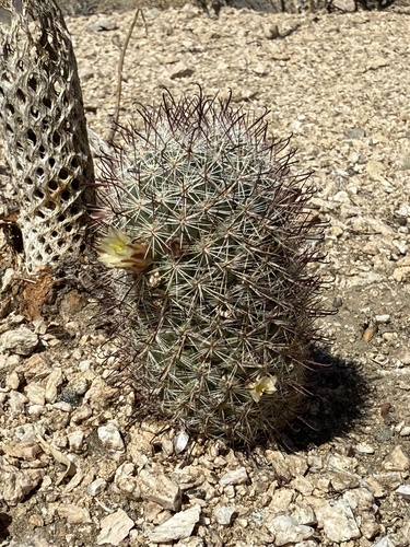 iNaturalist observation photo of Peninsular fishhook cactus