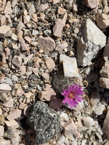 iNaturalist observation photo of Common Fishhook Cactus