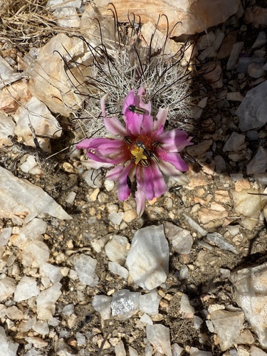 iNaturalist observation photo of Common Fishhook Cactus