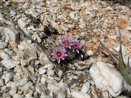 iNaturalist observation photo of Common Fishhook Cactus