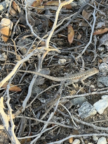 iNaturalist observation photo of Western Side-blotched Lizard
