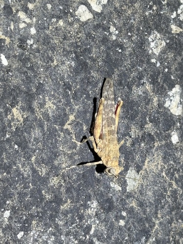iNaturalist observation photo of Furnace Heat Lubber