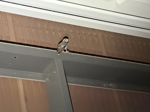iNaturalist observation photo of American Kestrel