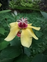 Dillenia sibuyanensis