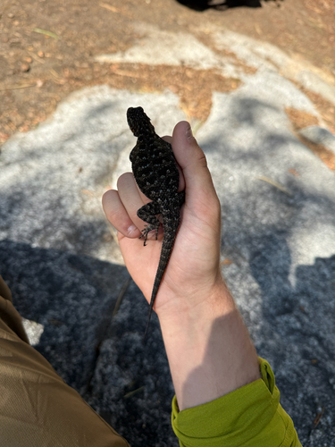iNaturalist observation photo of Western Fence Lizard