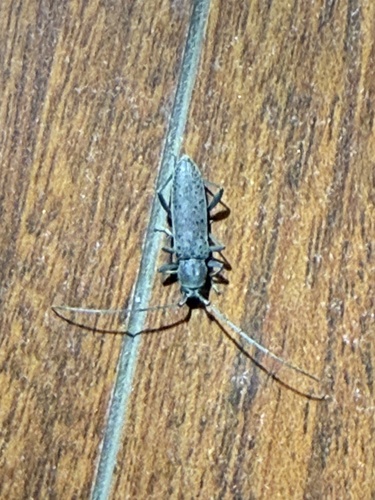 iNaturalist observation photo of Round-necked Longhorn Beetles