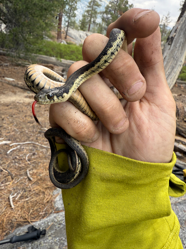 iNaturalist observation photo of Sierra Garter Snake