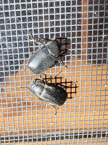 iNaturalist observation photo of Diplotaxis