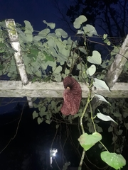 Aristolochia gigantea