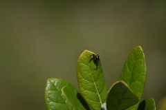 Synema globosum