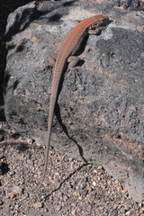 Gallotia galloti galloti