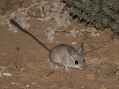 Fawn Hopping Mouse photo 2