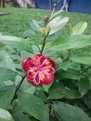 Dillenia sibuyanensis