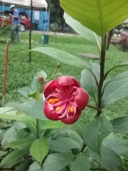 Dillenia sibuyanensis