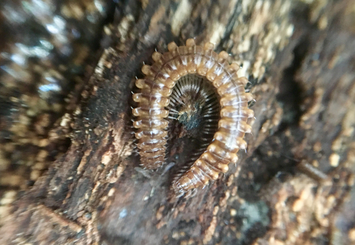Nanogona polydesmoides