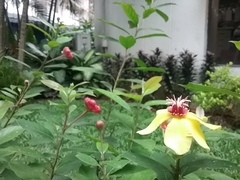 Dillenia sibuyanensis