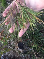 Dichanthelium angustifolium