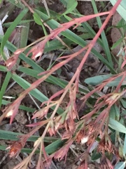 Hypericum drummondii