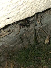 Latrodectus hesperus