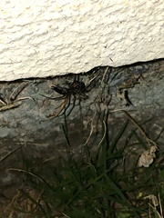 Latrodectus hesperus