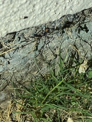Latrodectus hesperus