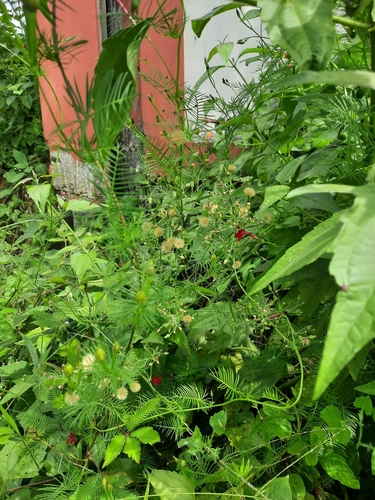Cypress Vine