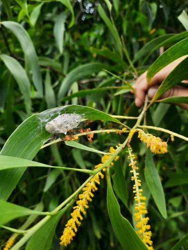 Earpod Wattle