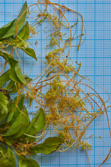 Cuscuta corymbosa