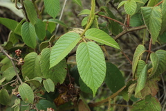 Rubus bogotensis