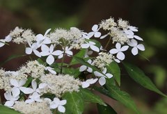 Hydrangea serrata