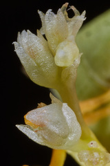 Cuscuta corymbosa