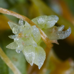 Cuscuta corymbosa