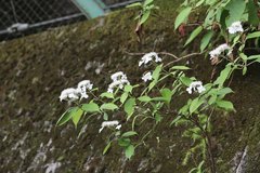 Hydrangea serrata
