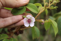 Rubus bogotensis